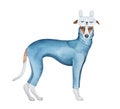 Cute little whippet dog dressed in navy blue cotton pajamas with long sleeves and fluffy sleep mask with cozy rabbit ears.