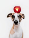 Cute little whippet dog holding on head bright red ripe apple with love heart shape inside. Royalty Free Stock Photo