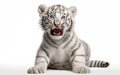 cute little white bengal tiger looks isolated on white background