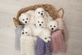6 cute little white Bichon Frize puppies are sitting in a beige basket. look into the frame