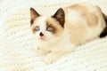 A cute little white-brown kitten, British Shorthair, lies on a soft lace plaid. Small beautiful cat with blue eyes looks up. Pet