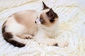 A cute little white-brown kitten, British Shorthair, lies on a soft lace plaid. Small beautiful cat with blue eyes. Pet lovely