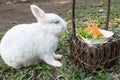 Cute little white bunny rabbit Royalty Free Stock Photo