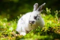 Cute little white bunny rabbit on the grass meadow eating