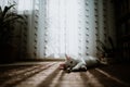 Cute little white cat wearing a collar and lying and playing on the carpet at home Royalty Free Stock Photo