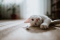 Cute little white cat wearing a collar and lying and playing on the carpet at home Royalty Free Stock Photo