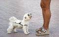 Cute little white dog aside his owner looking at her