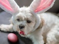 A cute little white dog with an Ester pink colored egg and rabbit ears is laying on a car seat Royalty Free Stock Photo