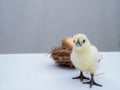 Cute little white fluffy feather chick isolated on white background. newborn chick golden egg design and decorative work. farm and Royalty Free Stock Photo