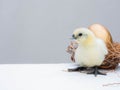 Cute little white fluffy feather chick isolated on white background. newborn chick golden egg design and decorative work. farm and Royalty Free Stock Photo