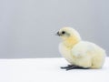 Cute little white fluffy feather chicken isolated on white background. newborn chick design and decorative work. farm and Royalty Free Stock Photo