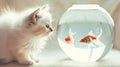 Cute little white fluffy kitten sitting in front of an aquarium staring at swimming goldfish. Focused expression