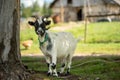 Cute little white goat with black head standing near tree on a farm Royalty Free Stock Photo