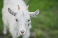 cute little white goat on the summer meadow Royalty Free Stock Photo