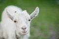 cute little white goat on the summer meadow Royalty Free Stock Photo