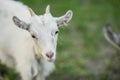 cute little white goat on the summer meadow Royalty Free Stock Photo