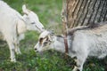 cute little white goat on the summer meadow Royalty Free Stock Photo