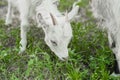 cute little white goat on the summer meadow Royalty Free Stock Photo