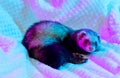 Cute little white grey ferret lies in warm blanket isolated on light background in pink neon light. Concept of happy