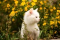 Cute little white kitten on a background of flowers Royalty Free Stock Photo