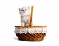 Cute little white kitten looks out of the basket. on a white background Royalty Free Stock Photo