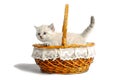 Cute little white kitten looks out of the basket. on a white background Royalty Free Stock Photo