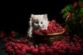 A cute little white kitten is lying in a basket full of raspberries.