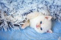 Kitten covered with a fluffy blanket