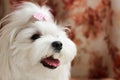 Cute little white maltese looking with open mouth