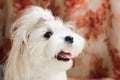 Cute little white maltese looking with open mouth