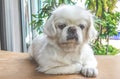 Cute little White Pekingese Puppy Dog Sitting On Wooden table Royalty Free Stock Photo