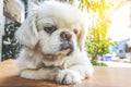 Cute little White Pekingese Puppy Dog Sitting On Wooden table Royalty Free Stock Photo