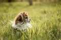 Cute little white pet dog playing in the green spring grass Royalty Free Stock Photo