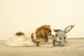 Cute little white pet dog playing with grey rabbit toy Royalty Free Stock Photo