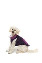 Cute little white poodle in dog clothes Royalty Free Stock Photo