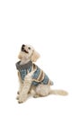 Cute little white poodle in dog clothes Royalty Free Stock Photo