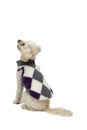 Cute little white poodle in dog clothes Royalty Free Stock Photo