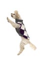 Cute little white poodle in dog clothes Royalty Free Stock Photo