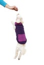 Cute little white poodle in dog clothes Royalty Free Stock Photo