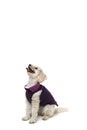 Cute little white poodle in dog clothes Royalty Free Stock Photo
