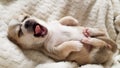 a cute little white puppy is yawning. the chihuahua is asleep Royalty Free Stock Photo