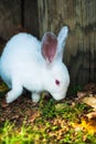 Cute little white rabbit eats grass