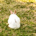 Cute little white rabbit Oryctolagus cuniculus sitting on the green grass