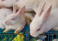 Cute little white rabbit resting with it's eyes closed in a pet market in Bangladesh. White asian Rabbit Royalty Free Stock Photo