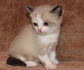 Cute Scottish stright kitten on light brown sofa