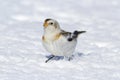 Cute little white snow bunting bird in the snow Royalty Free Stock Photo