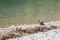 Cute little White Wagtail bird wagging its tail by the lake in A
