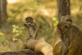 Wild Baby Rhesus Macaque Monkey Chewing on Bark Royalty Free Stock Photo