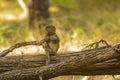 Wild Baby Rhesus Macaque Monkey on a Log