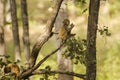 Wild Baby Rhesus Macaque in a Tree